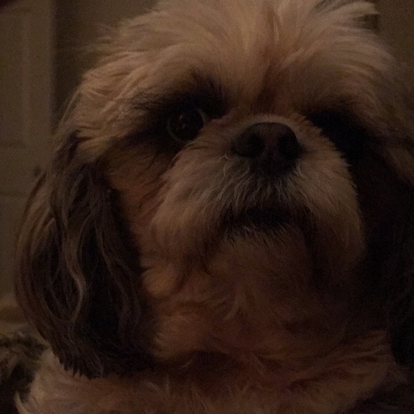 Meet your Posher, Carol - Picture 1 of 1